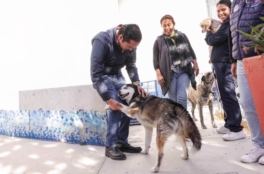  Corregidora fortalece la tenencia responsable con nueva etapa de esterilizaciones gratuitas