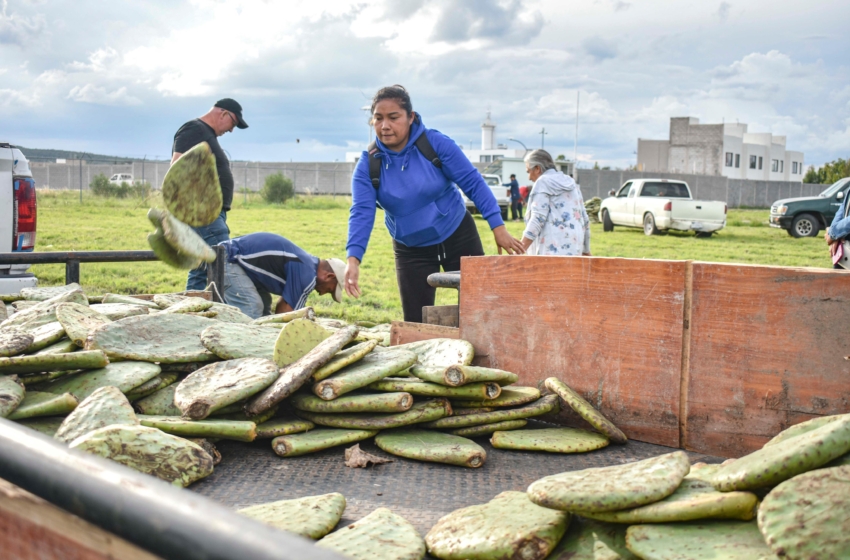  Corregidora entrega plantas de nopal Copena a 100 productores para fortalecer el campo