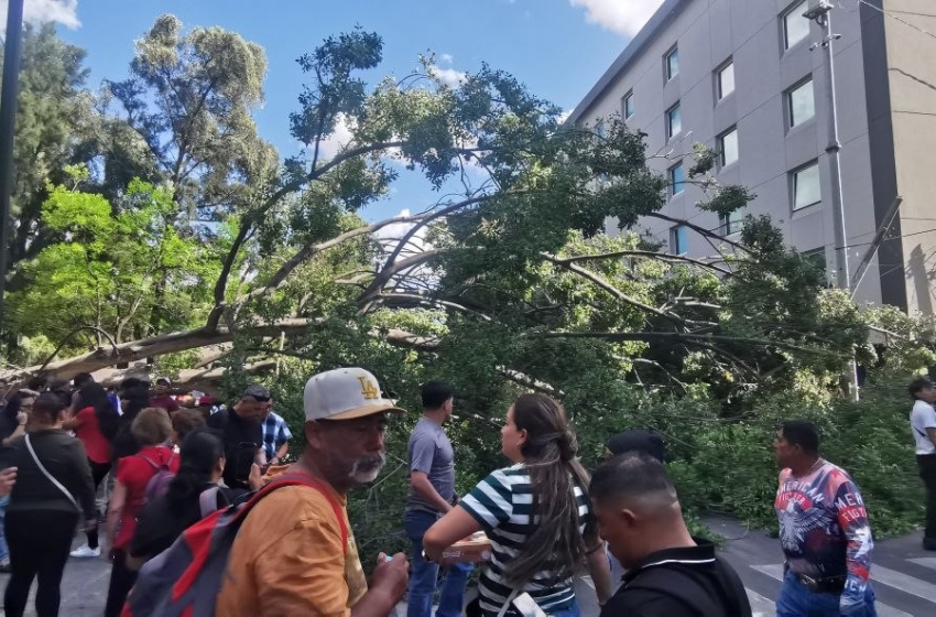 Árbol cae sobre vehículos en avenida Corregidora; deja una persona fallecida y dos lesionadas