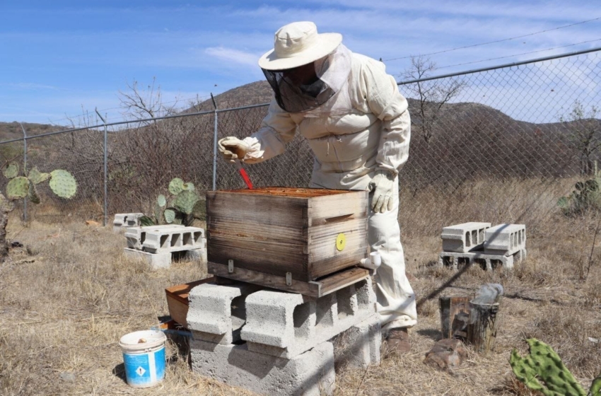  Querétaro destinará pago ambiental a apicultores por proteger a las abejas