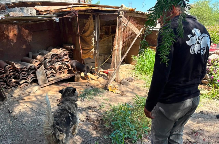  Retiran a tres perros de un domicilio en La Providencia por presunto maltrato