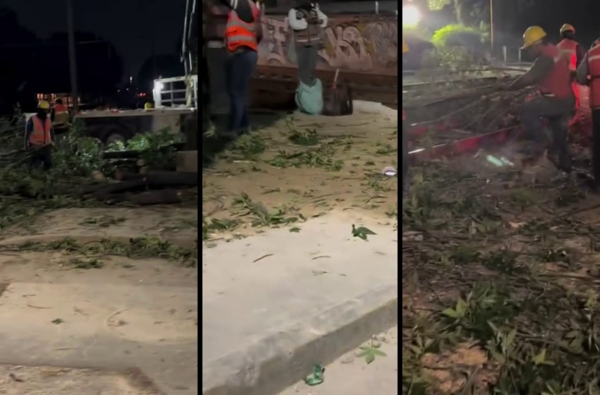  Gobierno estatal no fue notificado por derribo de árbol en El Cerrito