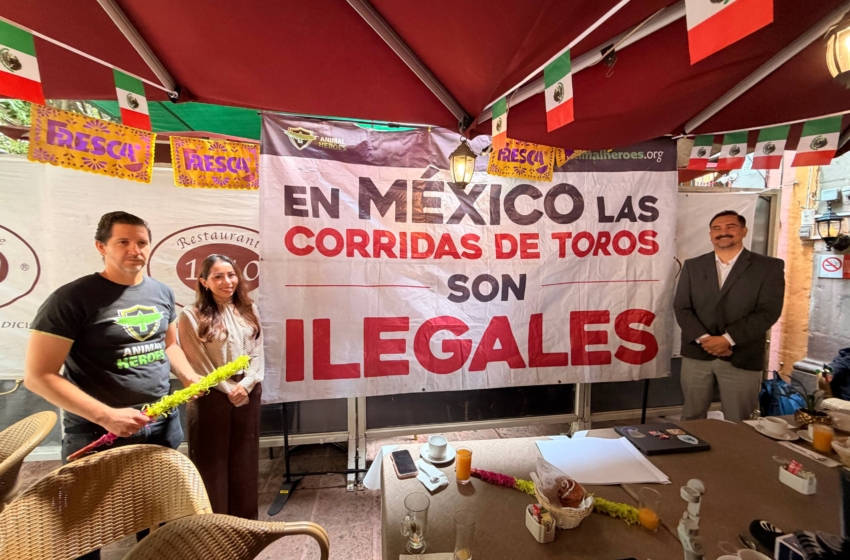  Activistas antitaurinos denuncian amenazas de muerte tras amparo contra corrida de toros en Juriquilla