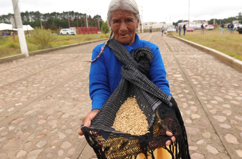  SEDEA entrega más de 119 toneladas de semilla forrajera a productores de Amealco