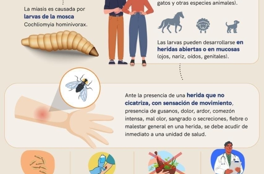  Querétaro suma siete casos de miasis humana por gusano barrenador durante 2026: SESA mantiene vigilancia
