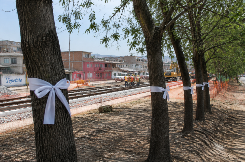  Ambientalistas colocarán listones blancos en árboles en riesgo por obras del Tren México-Querétaro