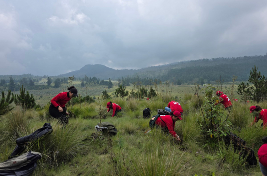  Reforestar es mucho más que plantar árboles: ¿qué se necesita para recuperar un bosque?