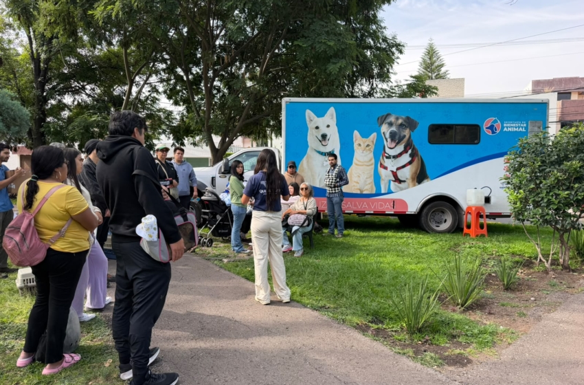  Municipio de Querétaro suma más de 17 mil esterilizaciones gratuitas para animales de compañía