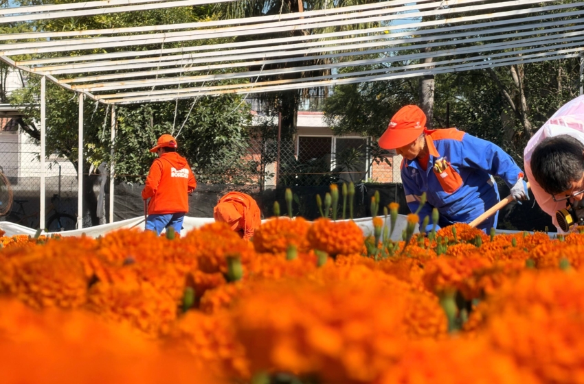  Querétaro se vestirá de cempasúchil: producirán 35 mil plantas para el Día de Muertos