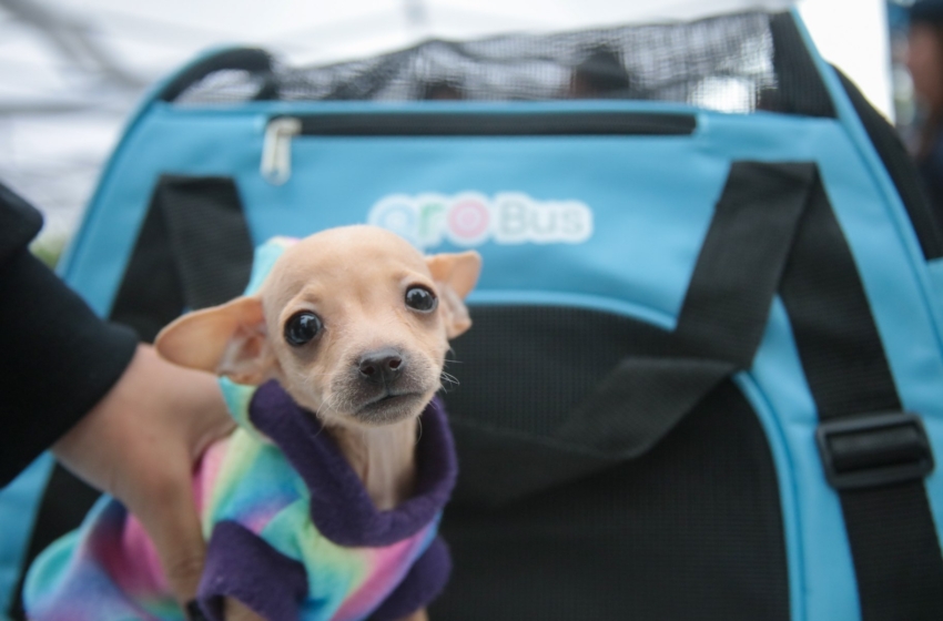  AMEQ entrega más de 300 tarjetas Qrobus Petfriendly