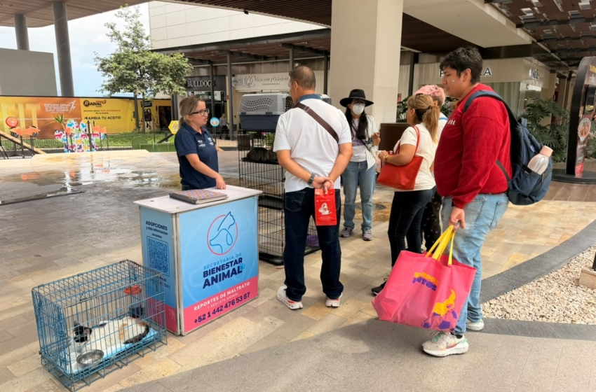  Invitan a jornada de adopción de gatos en Querétaro; buscan familias responsables