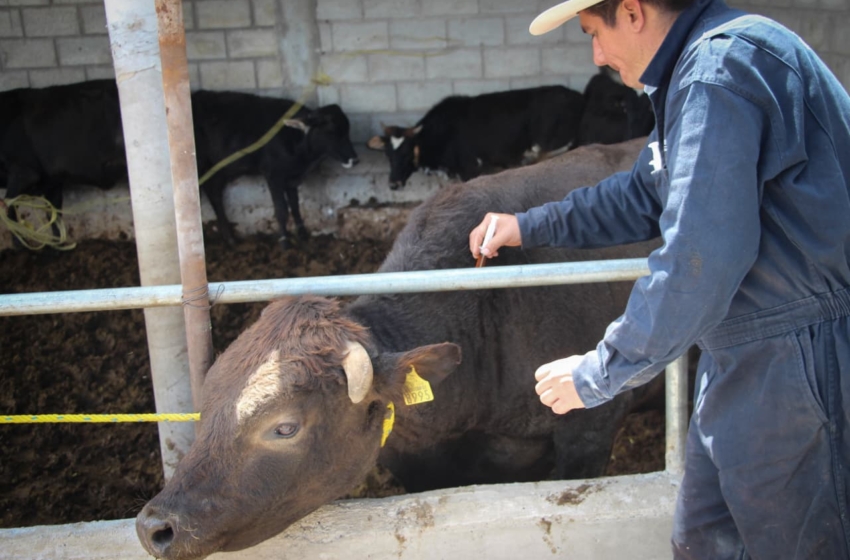  Atienden a 580 animales de ganado durante jornada de salud animal en Corregidora