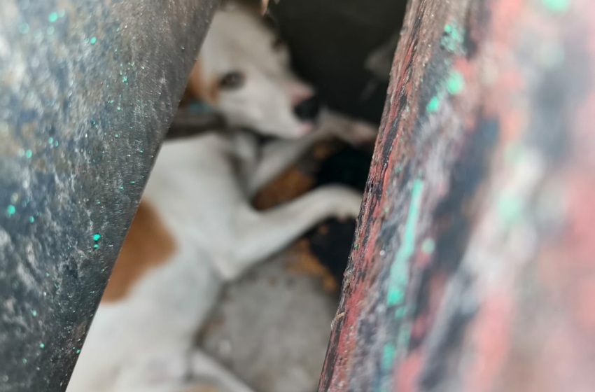 Rescatan a perrito atrapado en rejilla de desagüe en Ciudad del Sol