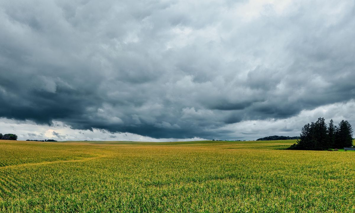  Clima y costos presionan al campo mexicano; maíz blanco encabeza producción en 2025